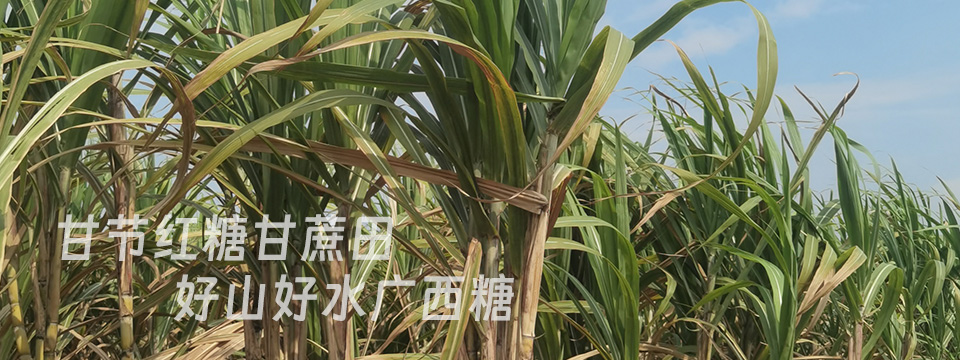 2024广西甘节红糖榨糖结束了